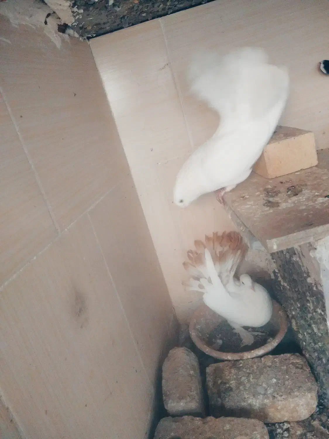 کبوتر دم چتری|پرنده|تربت‌حیدریه, آغوی|دیوار