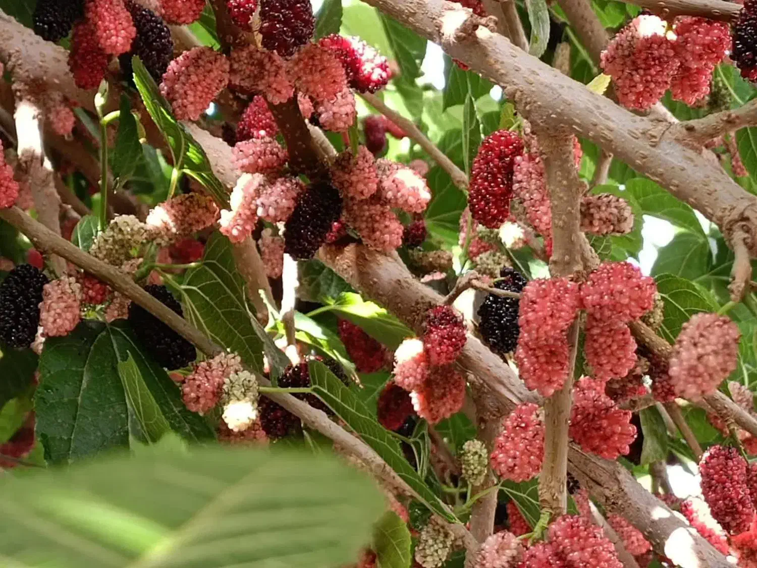 نهال اصلاح شده شاتوت دانه درشت. دره شهر|خدمات باغبانی و درختکاری|ایلام, |دیوار