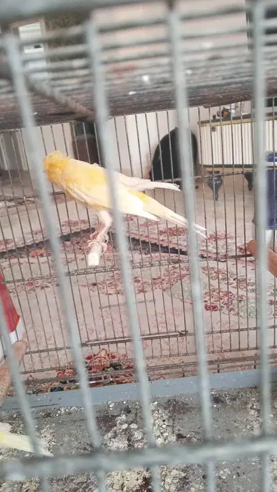 یک جفت قناری لیموی|پرنده|قشم, |دیوار