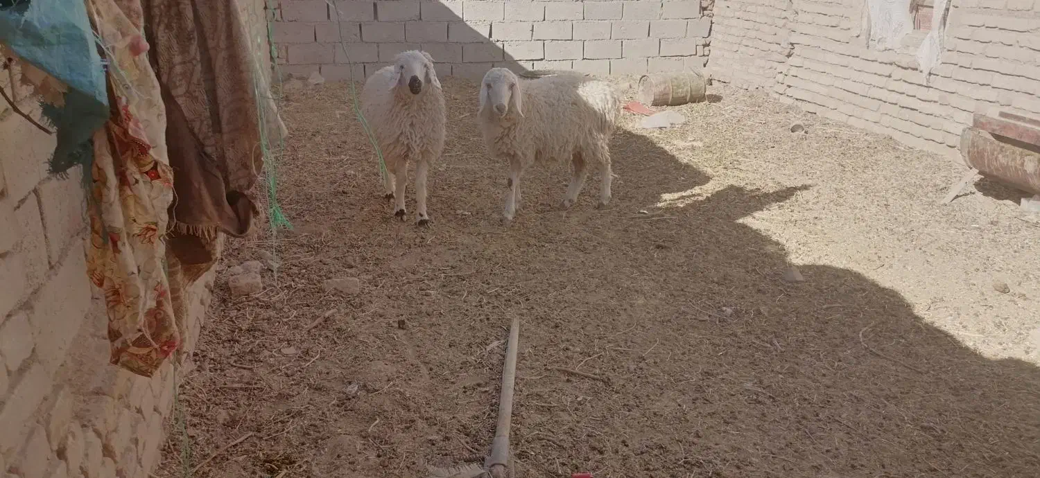 بره مناسب چاق|حیوانات مزرعه|درمیان, |دیوار