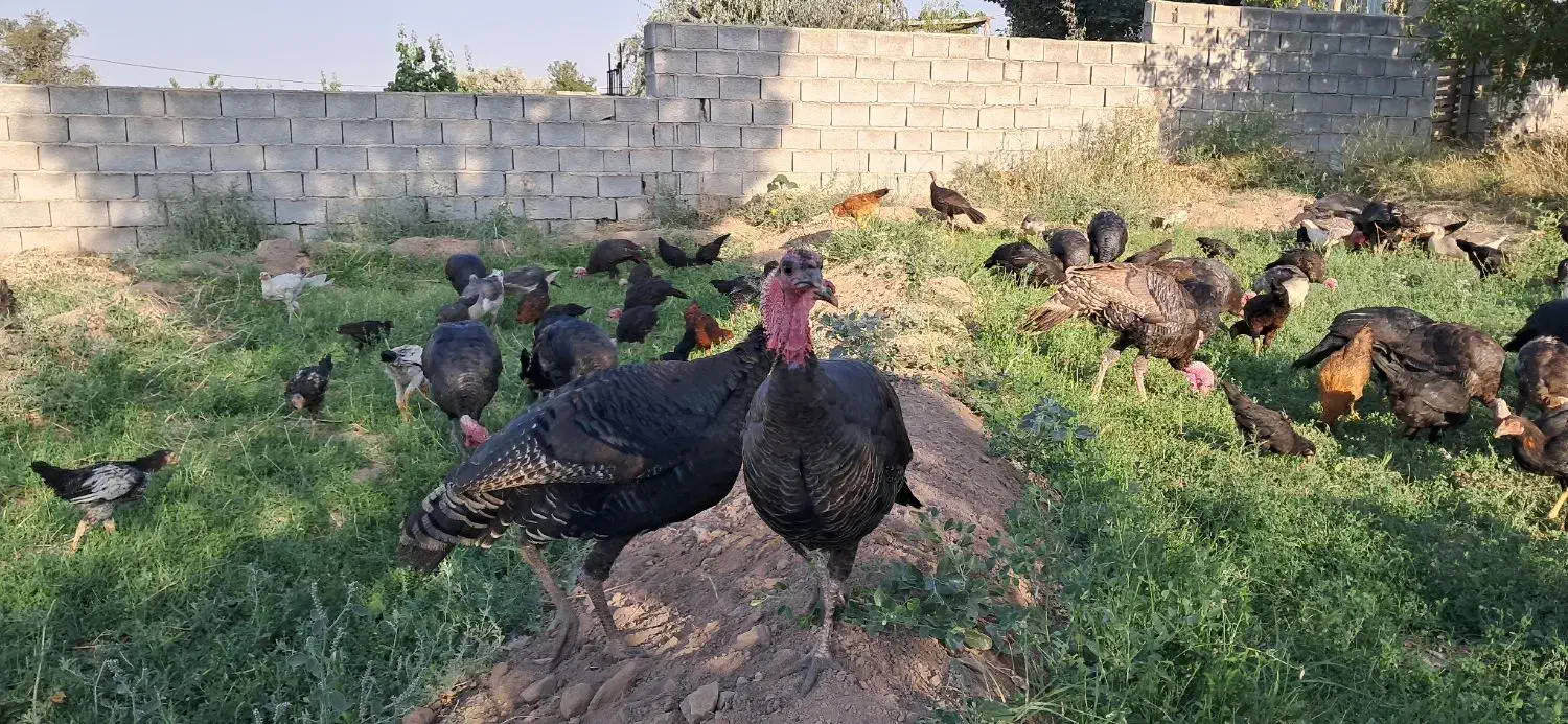 فروش بوقلمون محلی|حیوانات مزرعه|یامچی, |دیوار