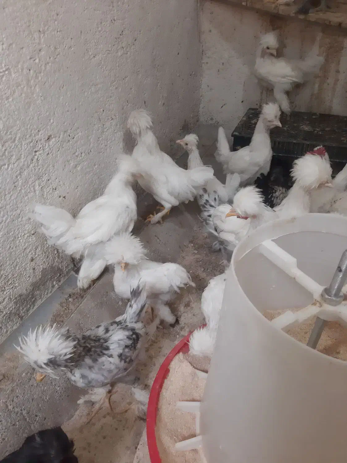 جوجه و مرغ و خروس سلطان|حیوانات مزرعه|قم, سراجه (۱۵ خرداد)|دیوار