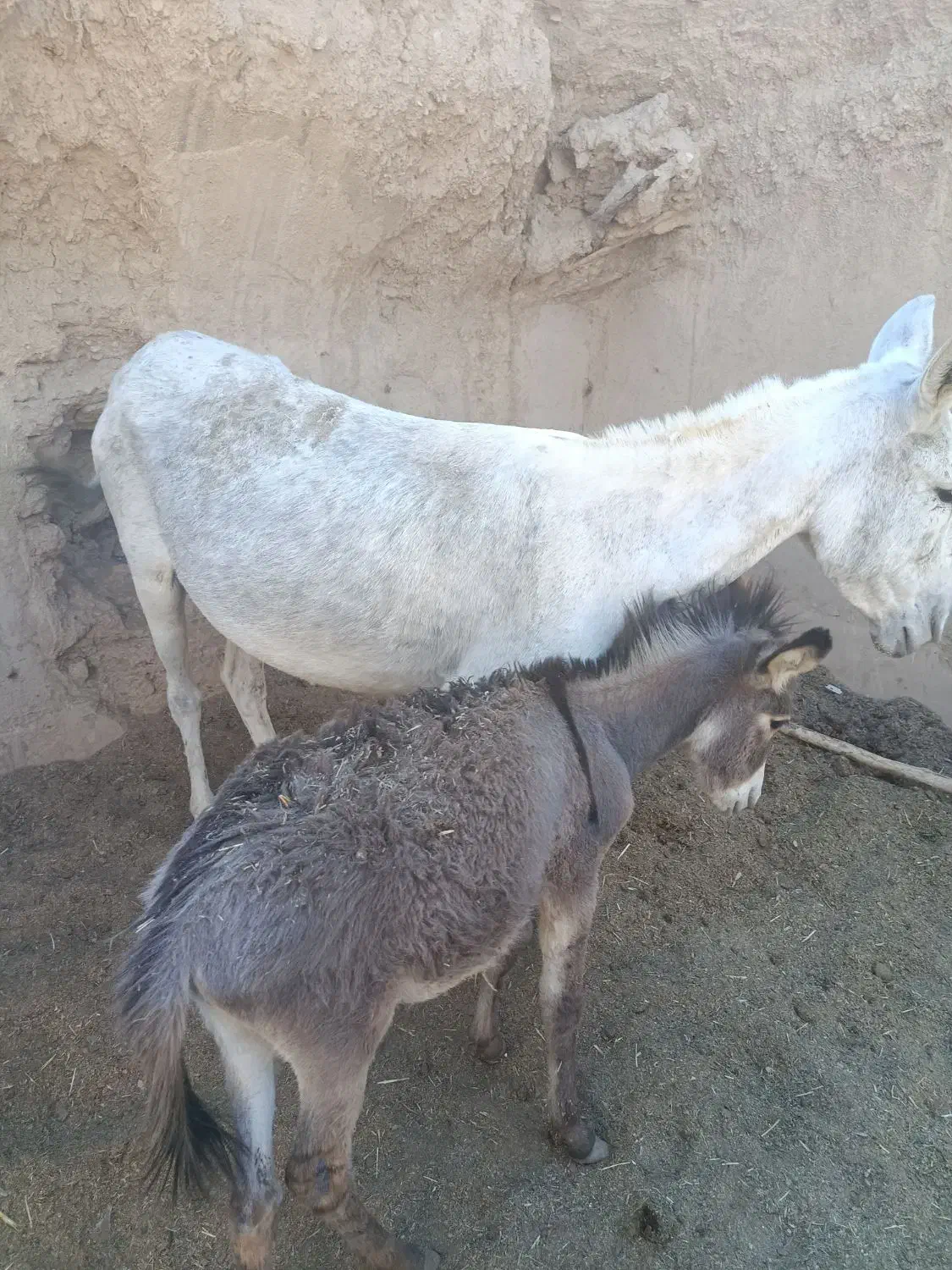 شیر خر یا الاغ|خوردنی و آشامیدنی|بهمن صغاد, |دیوار