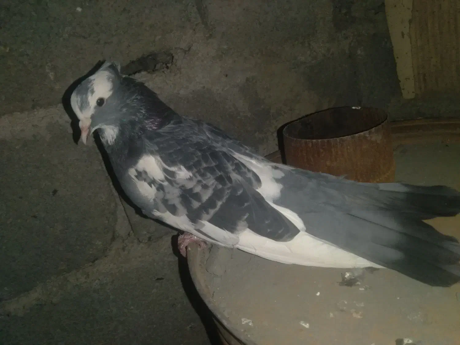 کبوتر ابلق|پرنده|پاوه, |دیوار