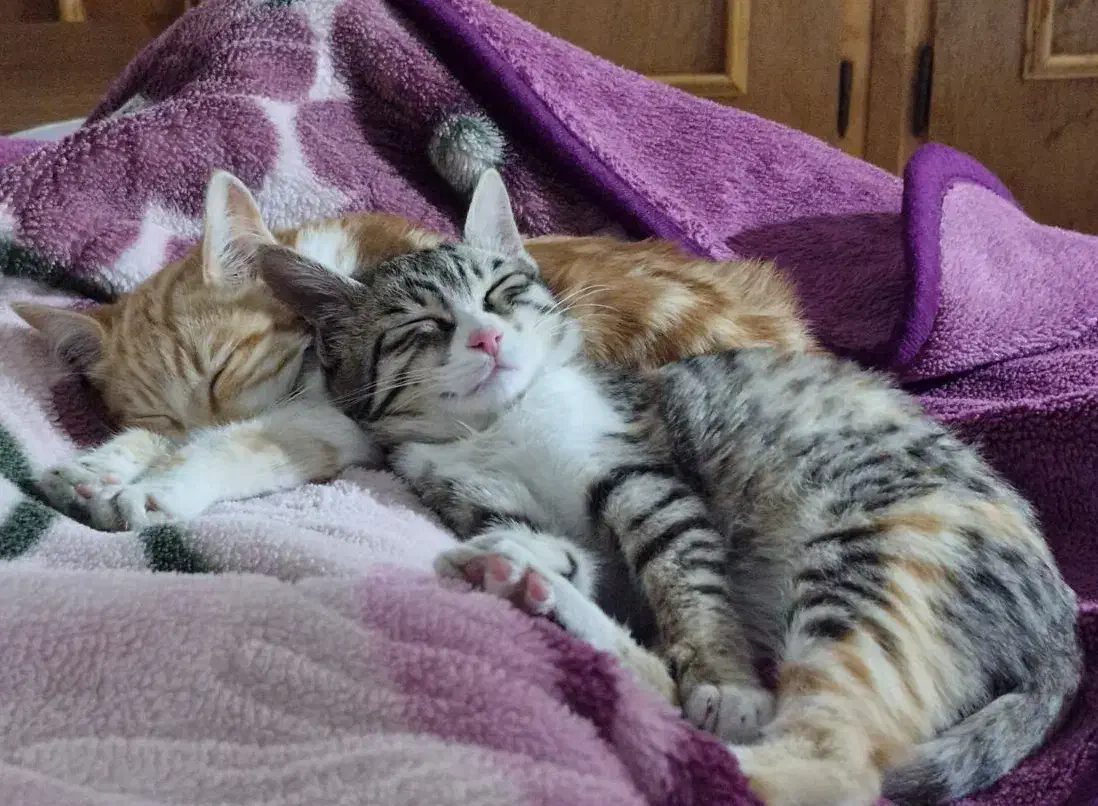 گربه واگذاری|گربه|تاکستان, |دیوار