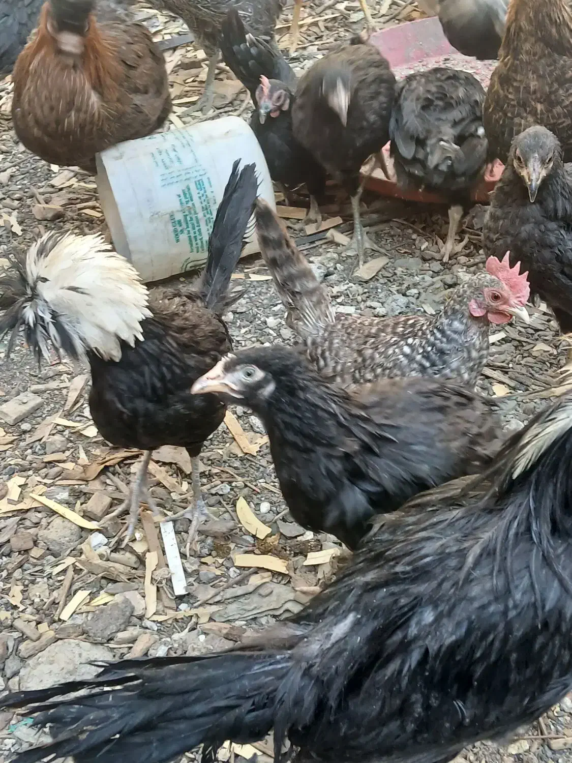 نوچه مرغوخروس|حیوانات مزرعه|قم, بلوار امین و ساحلی|دیوار