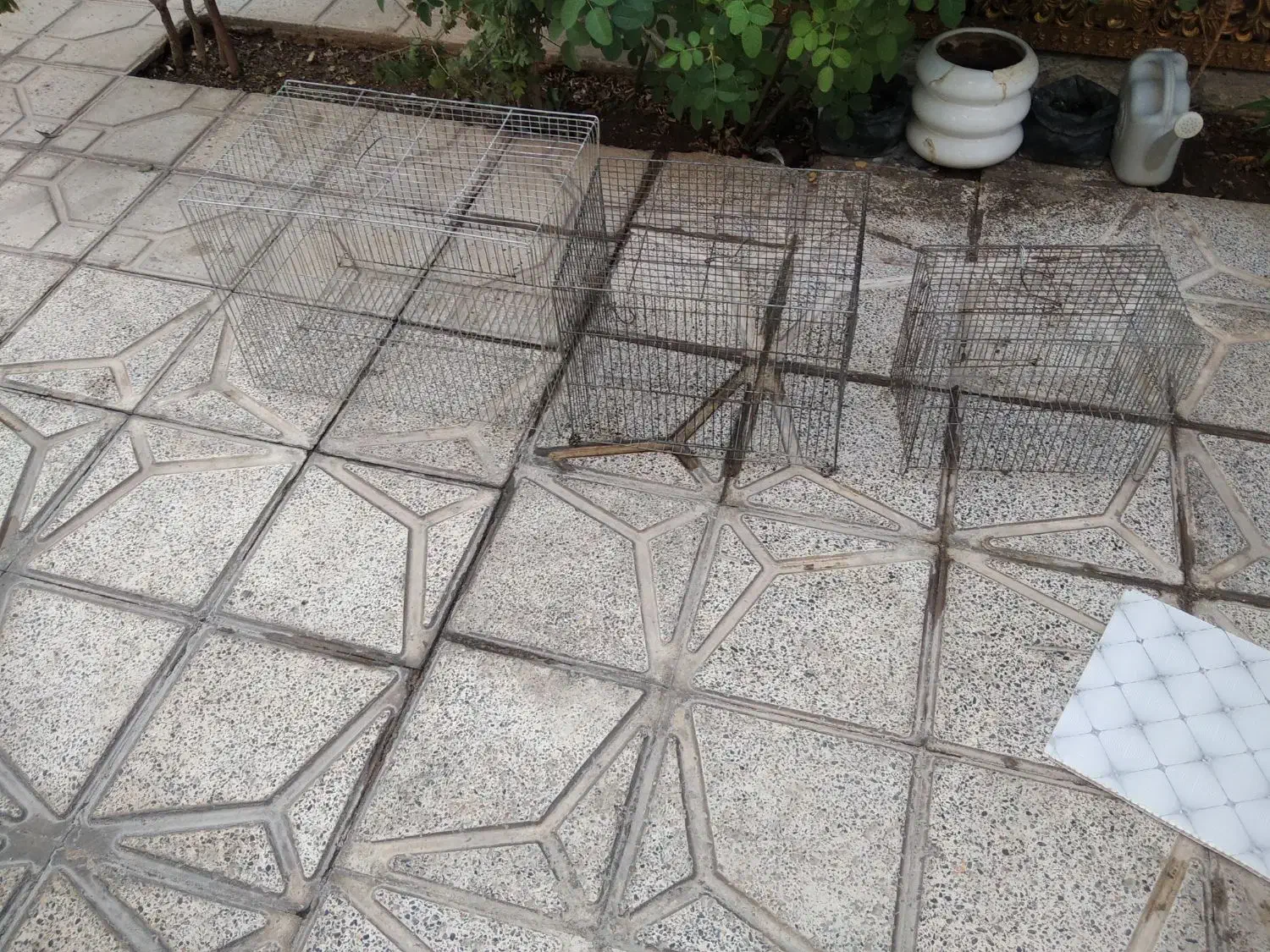 قفس پرنده|لوازم جانبی حیوانات|رومشکان, |دیوار