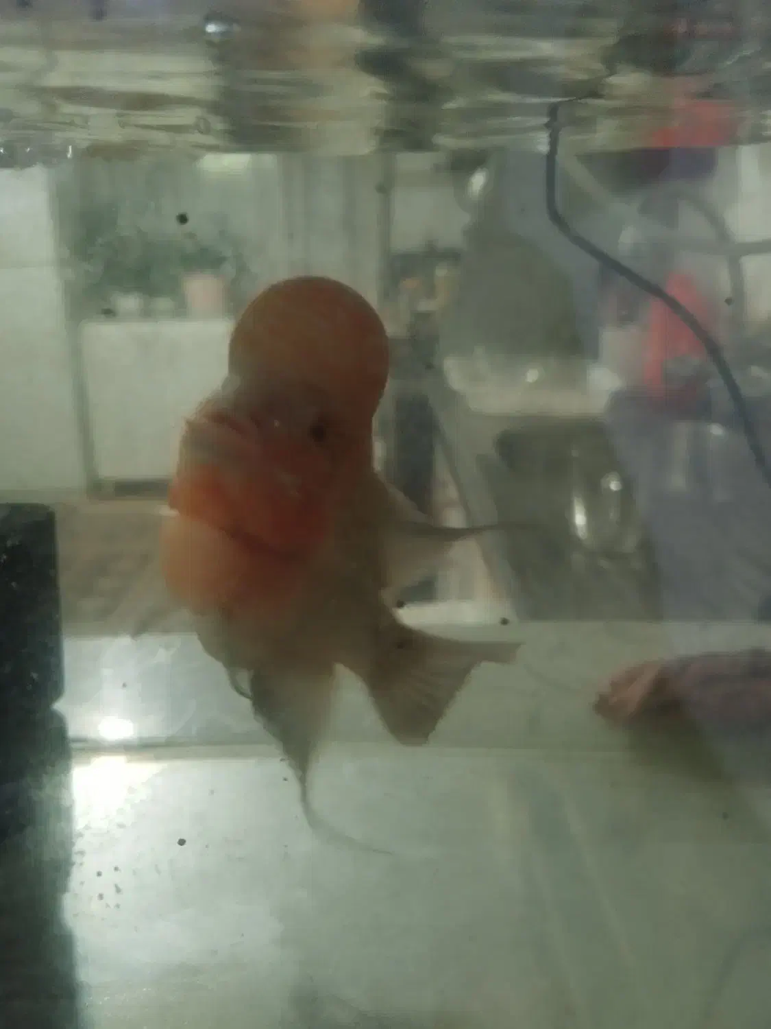 ماهی|ماهی|بجنورد, |دیوار