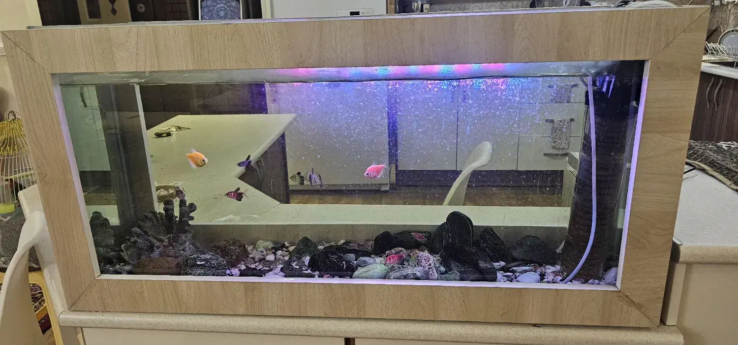 آکواریوم|ماهی|مشهد, هفت تیر (آب و برق)|دیوار