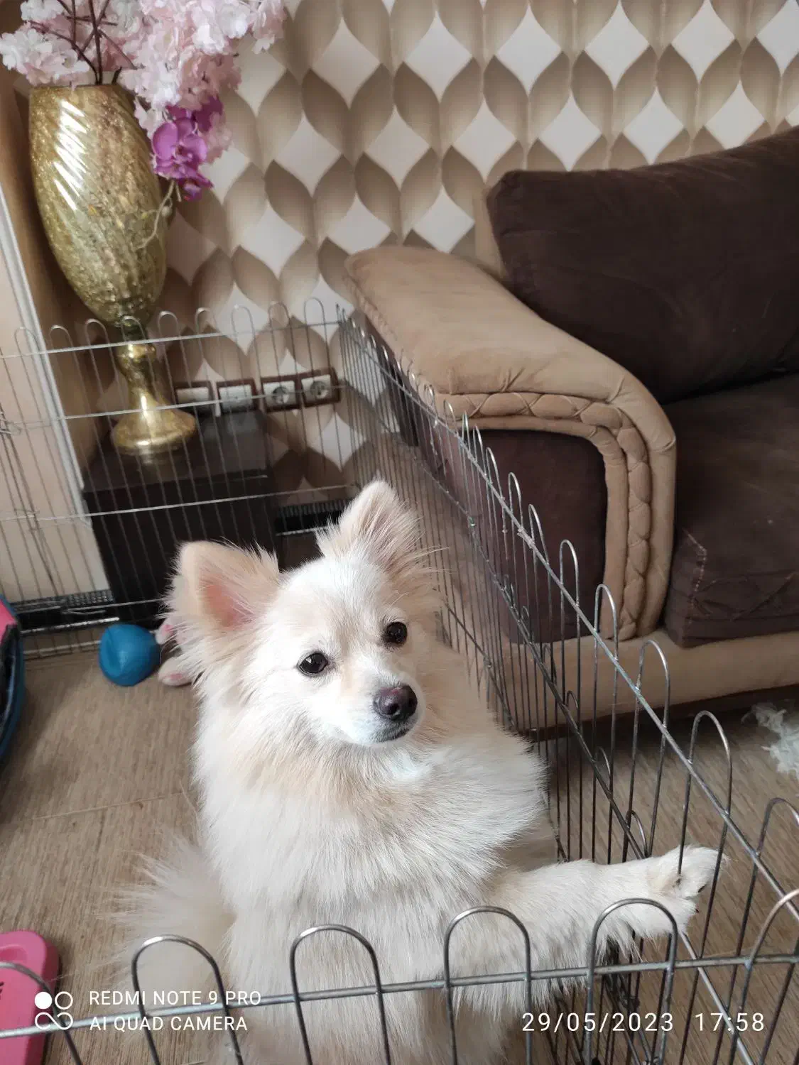 سگ پامر روباهی|سگ|بجنورد, |دیوار