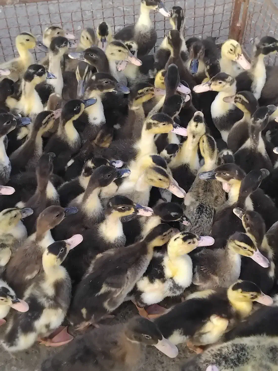 ۸۰۰ عدد اردک یک ماهه|حیوانات مزرعه|رشت, فلسطین|دیوار