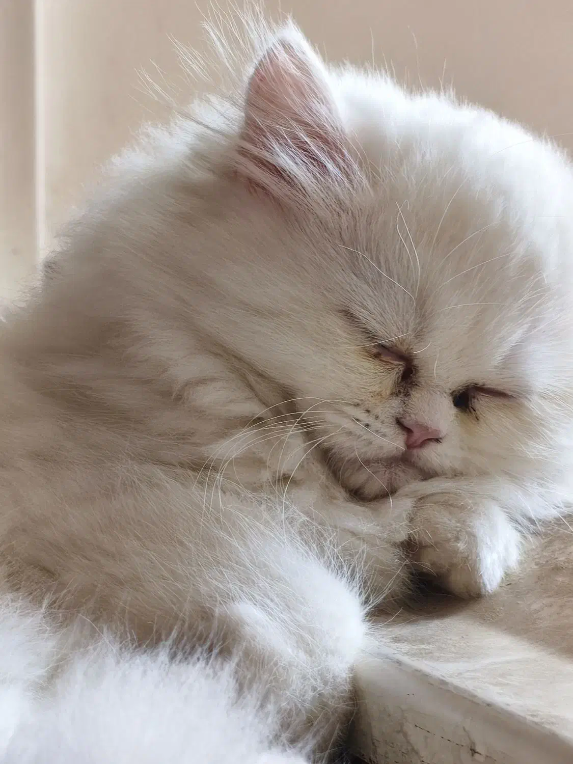 بچه گربه پرشین سفید فوقالعاده ناز|گربه|گلستان (تهران), |دیوار