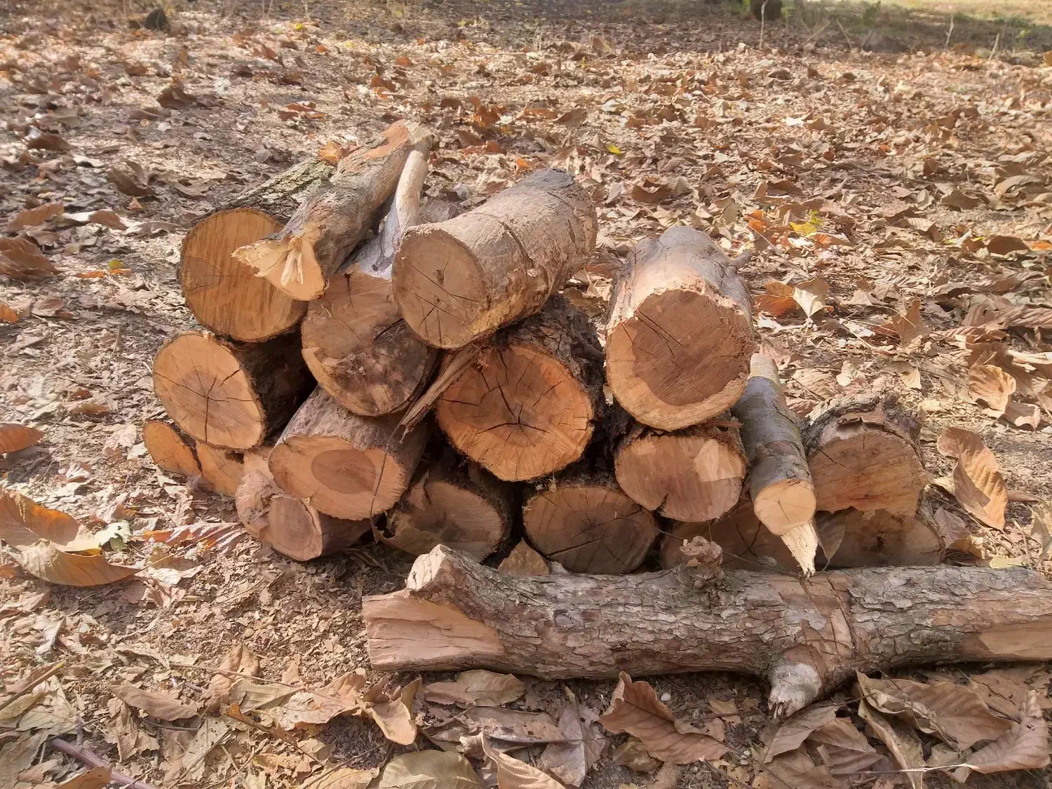 فروش چوب ودرخت گردو، بید، گلابی، میوه|خدمات باغبانی و درختکاری|الشتر, |دیوار