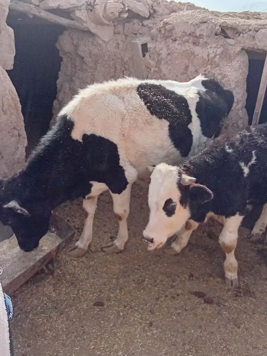 کود گاو تنی بهترین قیمت پارسالی|خدمات باغبانی و درختکاری|ماهان, |دیوار