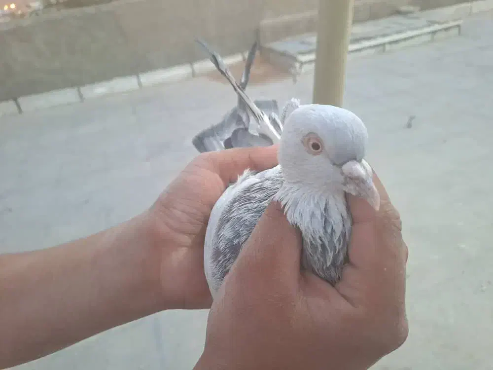 کبوتر|پرنده|شیراز, درکی|دیوار