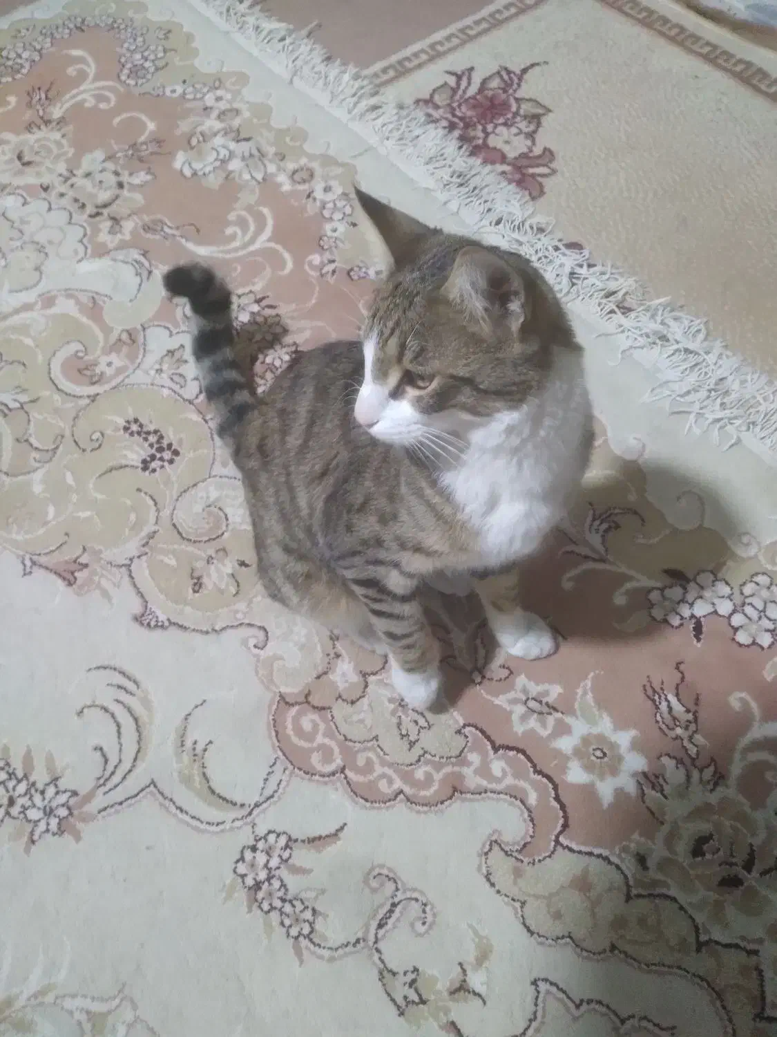 گربه|گربه|ماهدشت, |دیوار