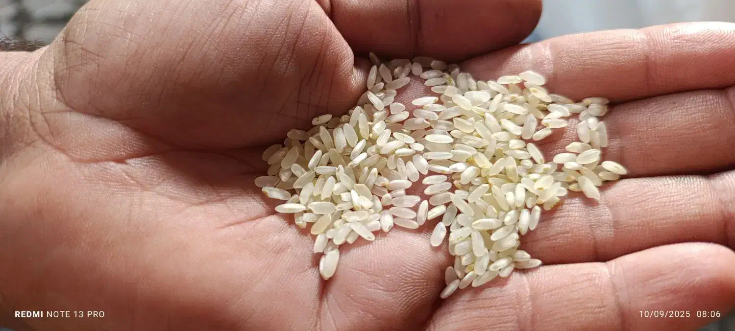 برنج و نیم دانه کامفیروزی|خوردنی و آشامیدنی|کر, |دیوار