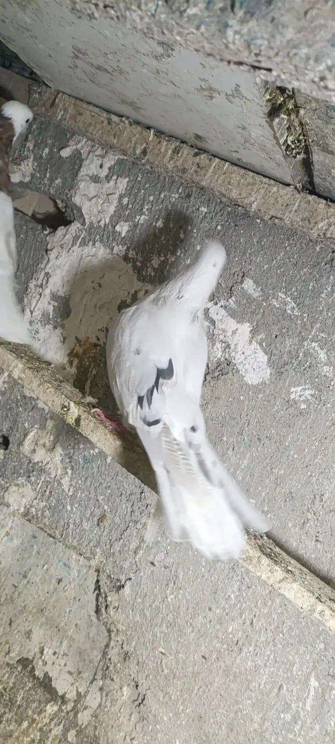 تهرانی نر|پرنده|همدان, |دیوار