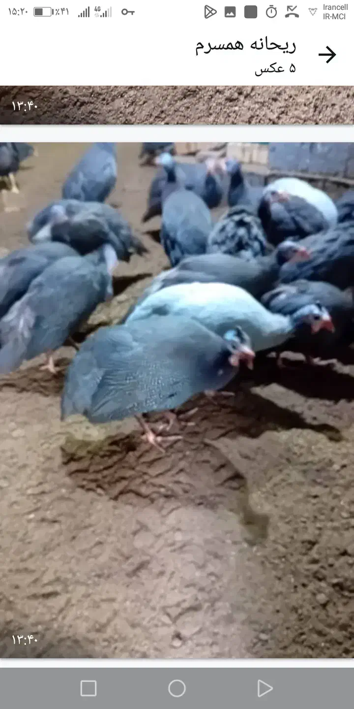 مرغ روسی(شاخدار)|حیوانات مزرعه|رودسر, |دیوار