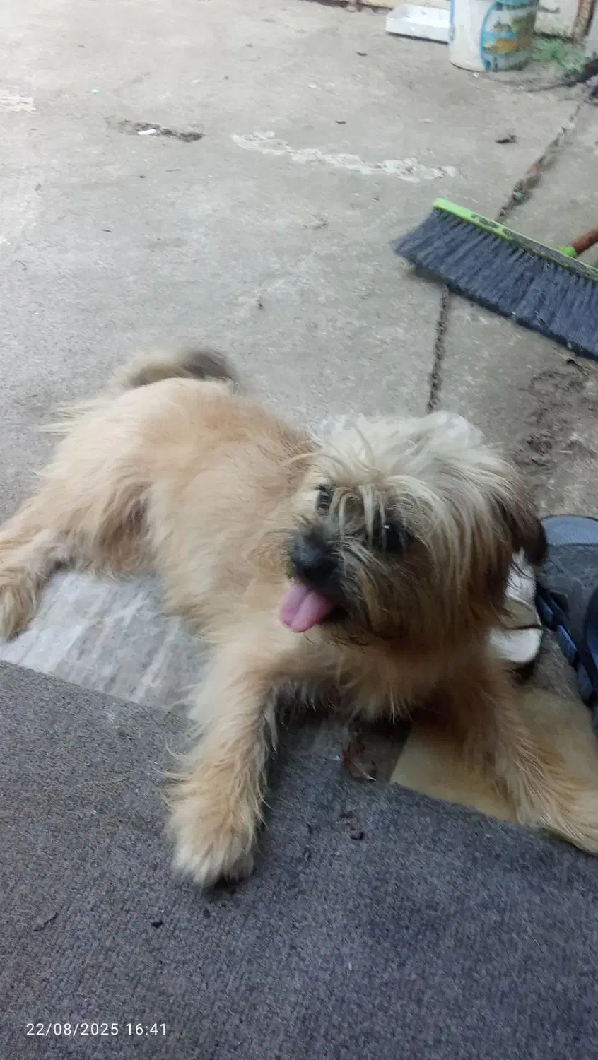 فروش سگ|سگ|آستانه اشرفیه, |دیوار