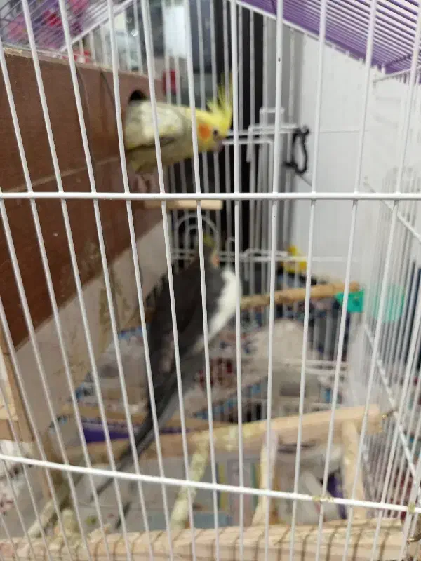 یک جفت عروس هلندی باقفس وکلبه به فروش می‌رسد|پرنده|پردیس, سیاه سنگ|دیوار