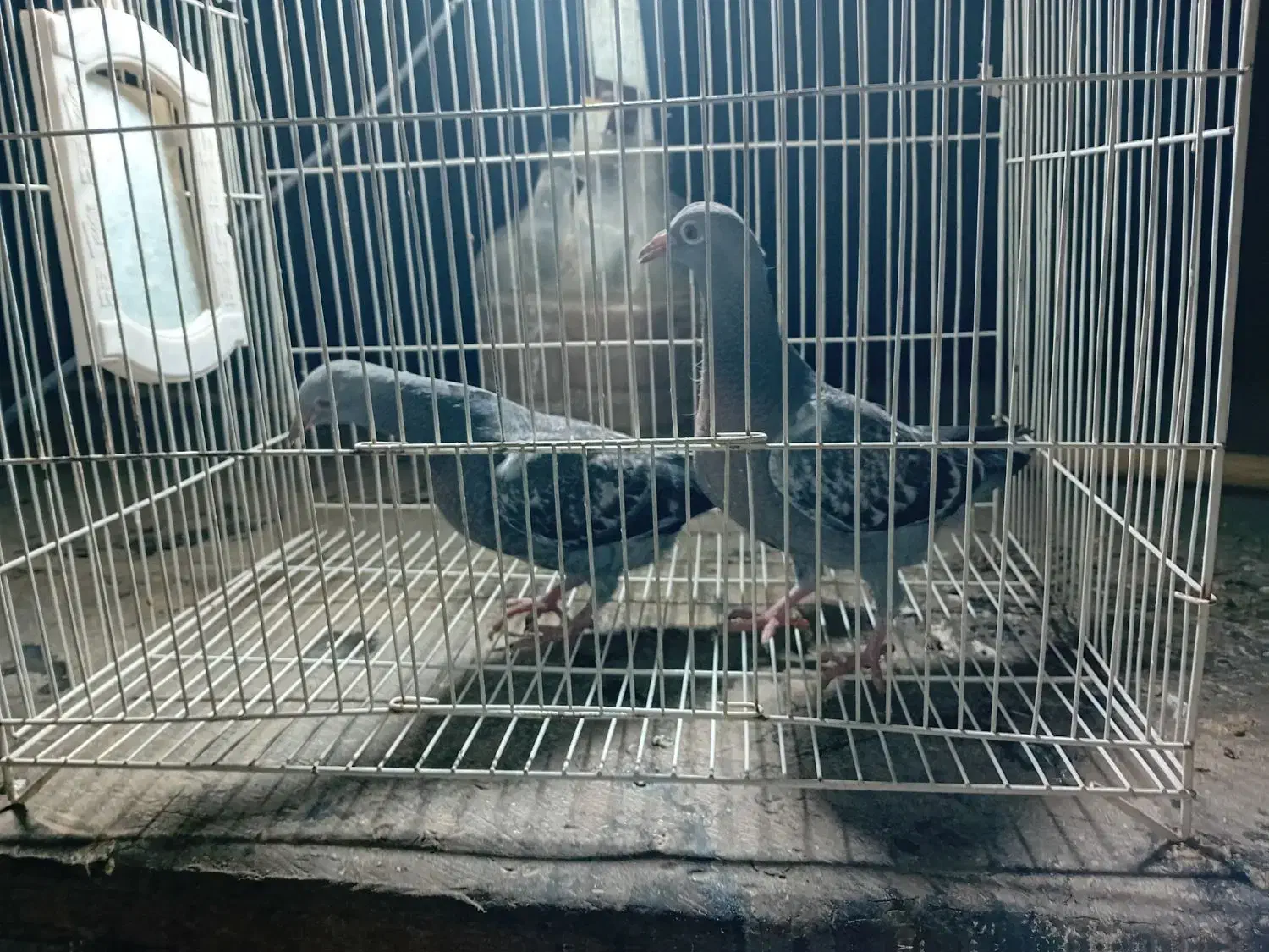 کبوتر المانی پلاکی|پرنده|مشهد, مشکینی (شهرک غرب)|دیوار