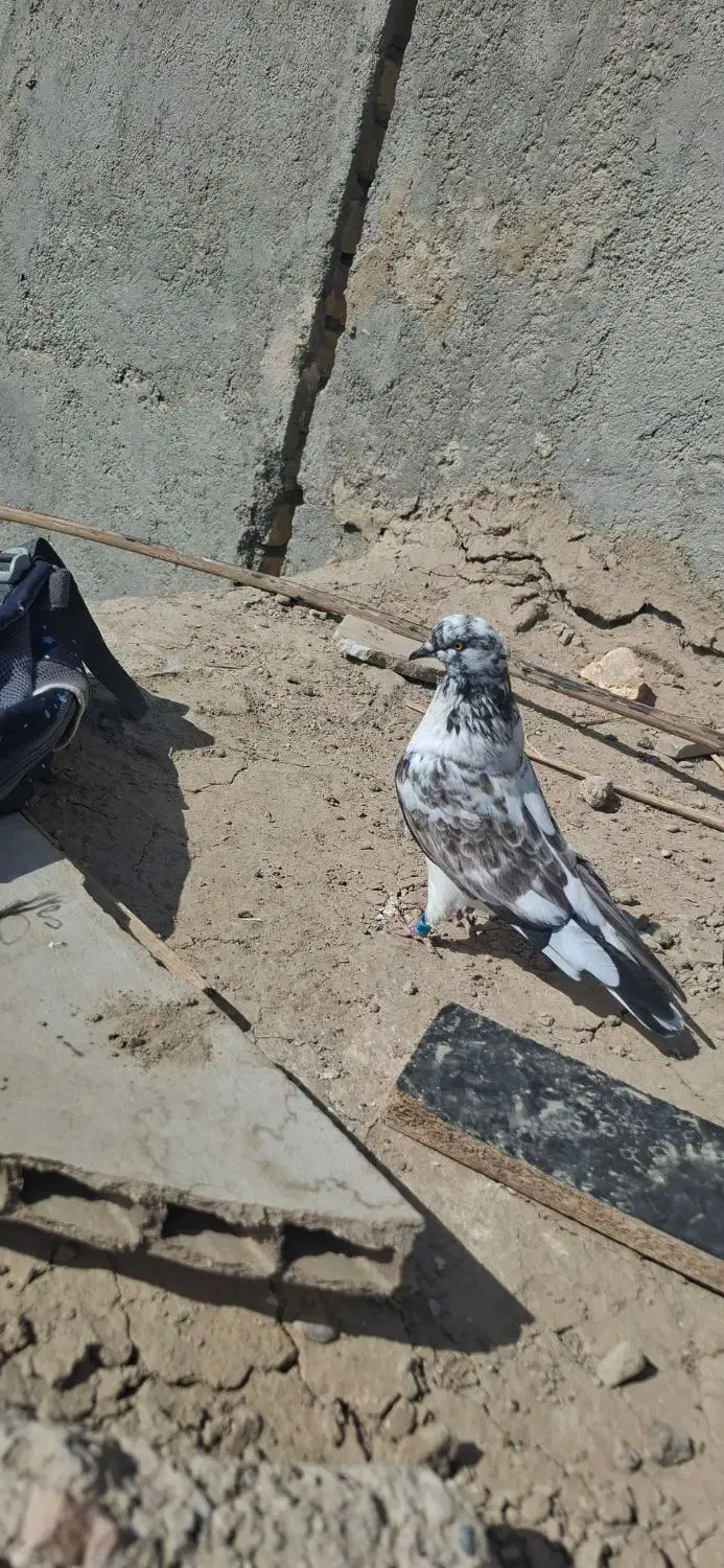 کبوتر گرفتنی|پرنده|هیرمند, |دیوار