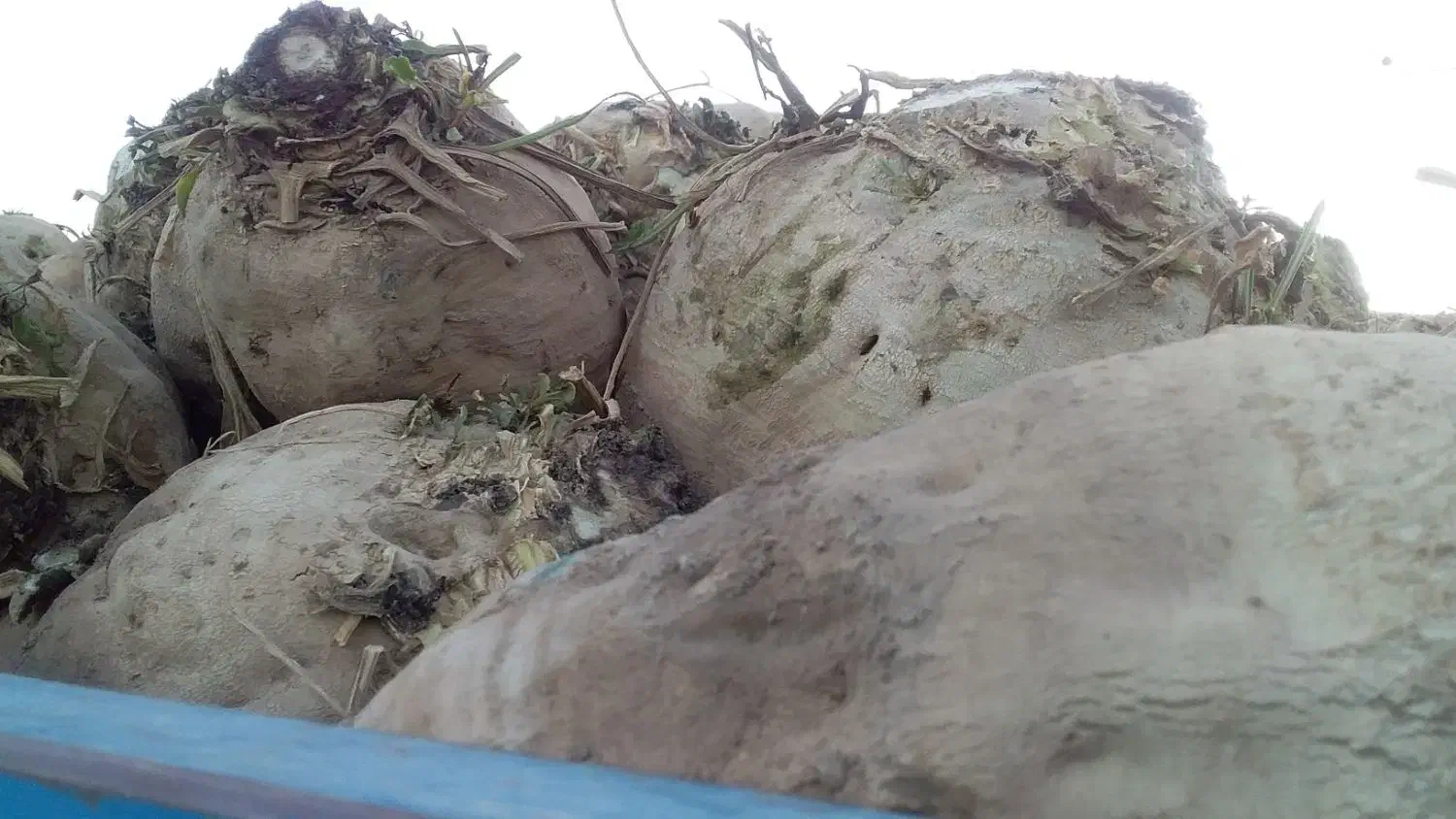 چغندرفروشی|خدمات باغبانی و درختکاری|جوین, |دیوار