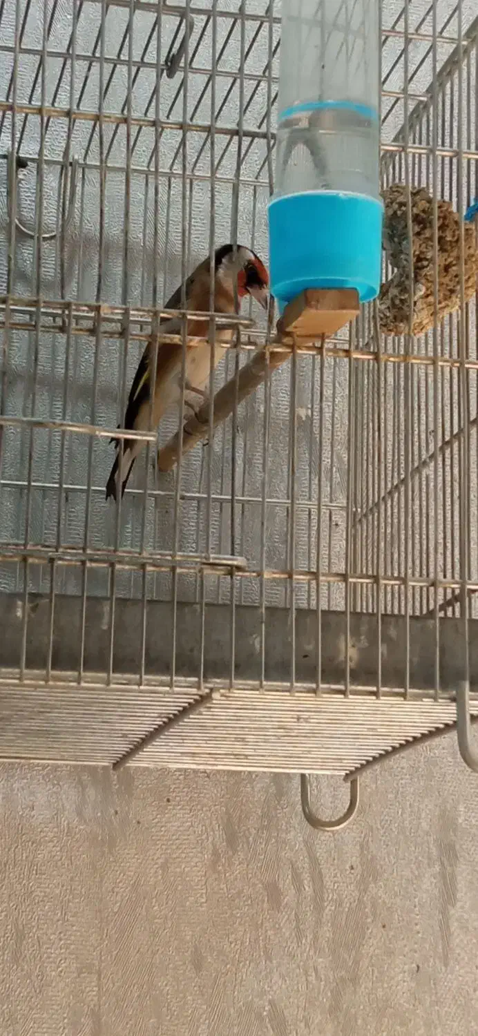 سهره|پرنده|قم, بکایی|دیوار