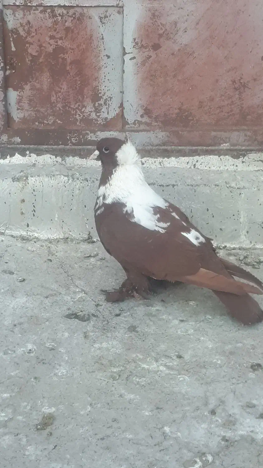 گگلیی قرمزی نشان آلابوغاز نر...گگلیی|پرنده|اردبیل, |دیوار