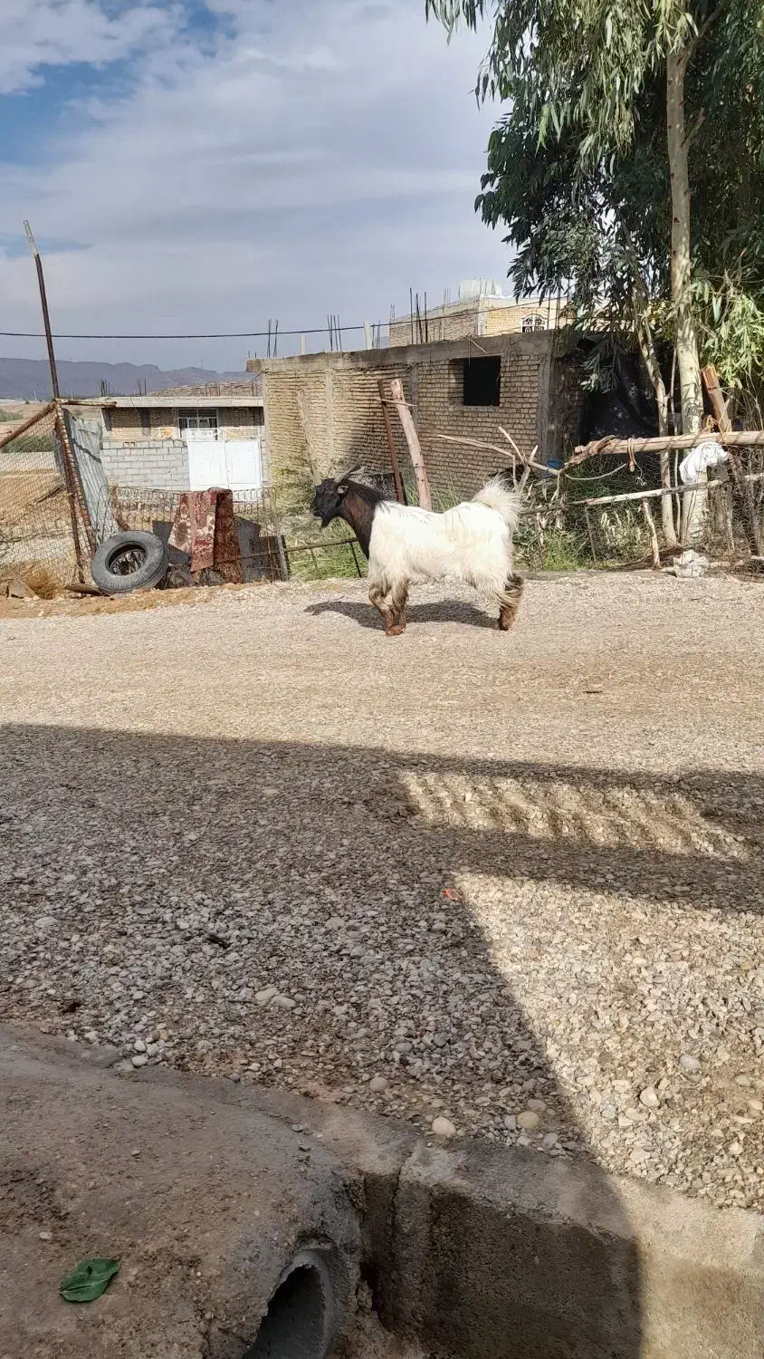 یک عدد بز نر.|حیوانات مزرعه|شوشتر, |دیوار