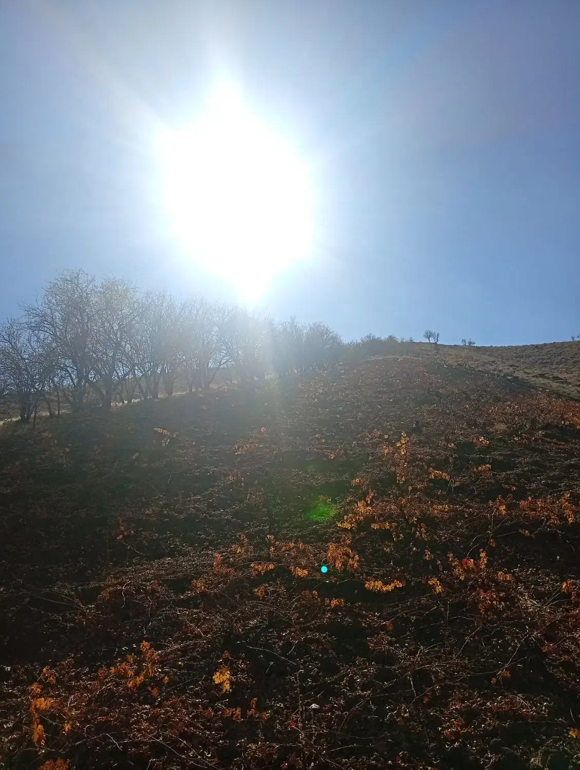 زمین کشاورزی|فروش زمین و ملک کلنگی|کامیاران, |دیوار