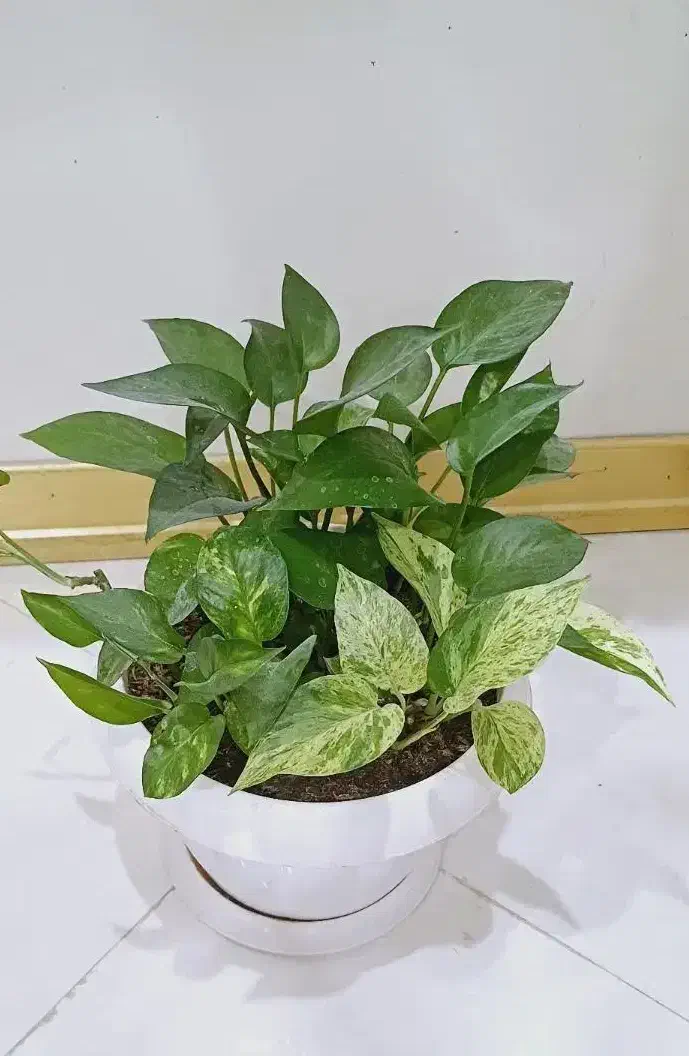 گل پتوس|گل و گیاه طبیعی|فردیس, منظریه|دیوار