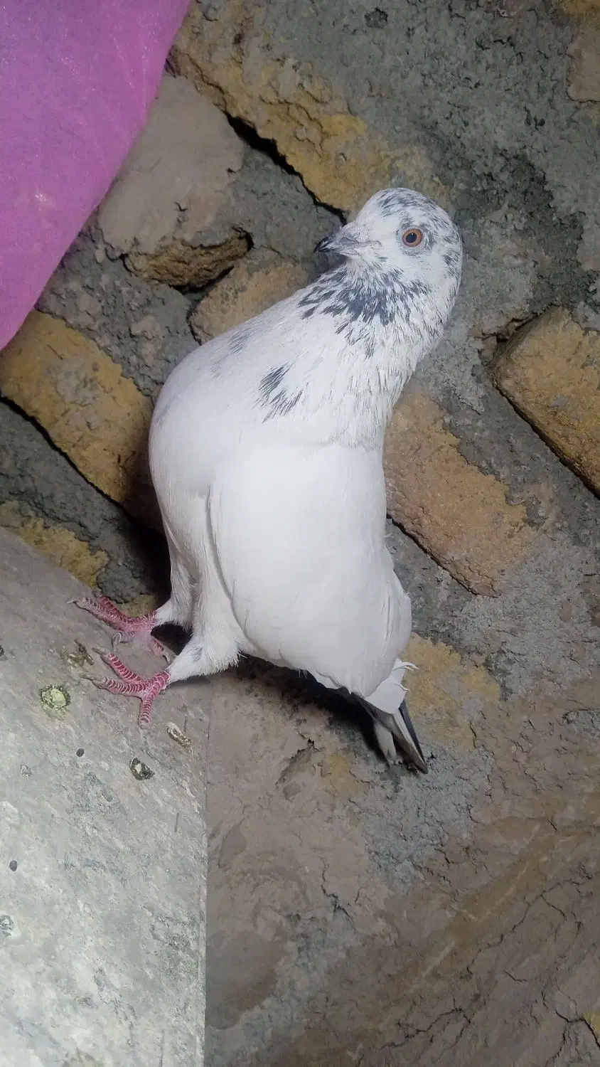 کفتر|پرنده|محمدشهر, همایون ویلا|دیوار