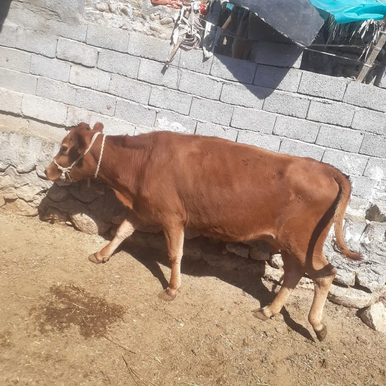 گاوماده|حیوانات مزرعه|بندرعباس, |دیوار