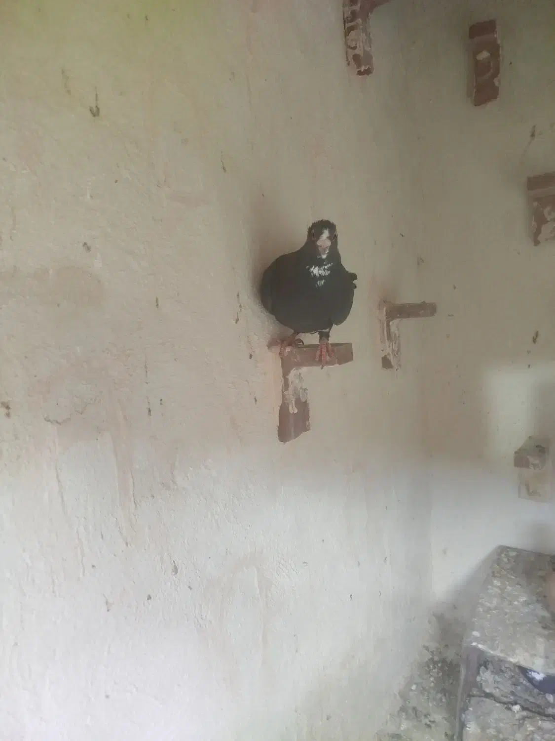 پلنگ|حیوانات|کرمان, |دیوار