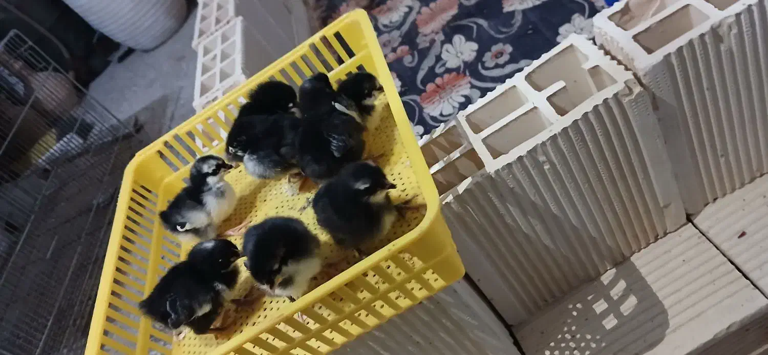 بومی جوجه گلپایگانی|حیوانات مزرعه|اصفهان, قهجاورستان|دیوار