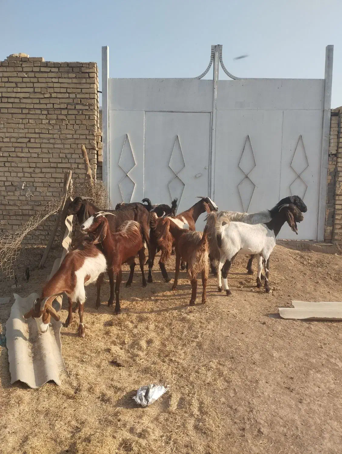 ۸عددبز ابستن|حیوانات مزرعه|حمیدیه, |دیوار