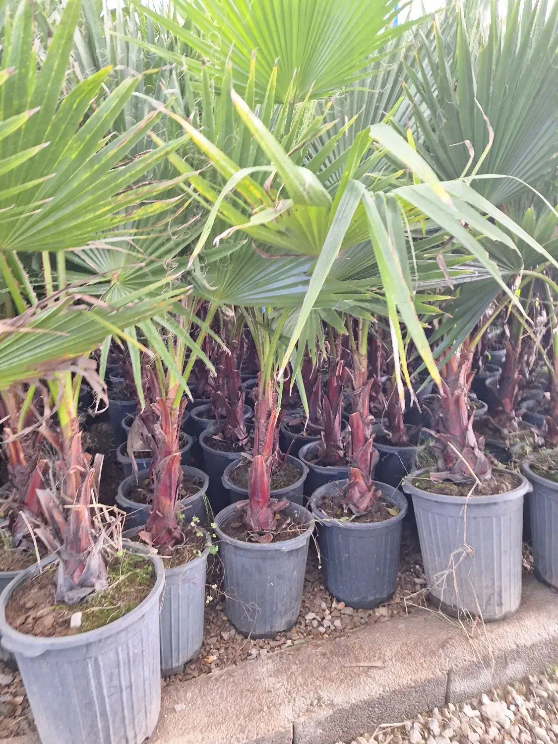 پالم واشنگتن تنه قرمز|خدمات باغبانی و درختکاری|برخوار, |دیوار