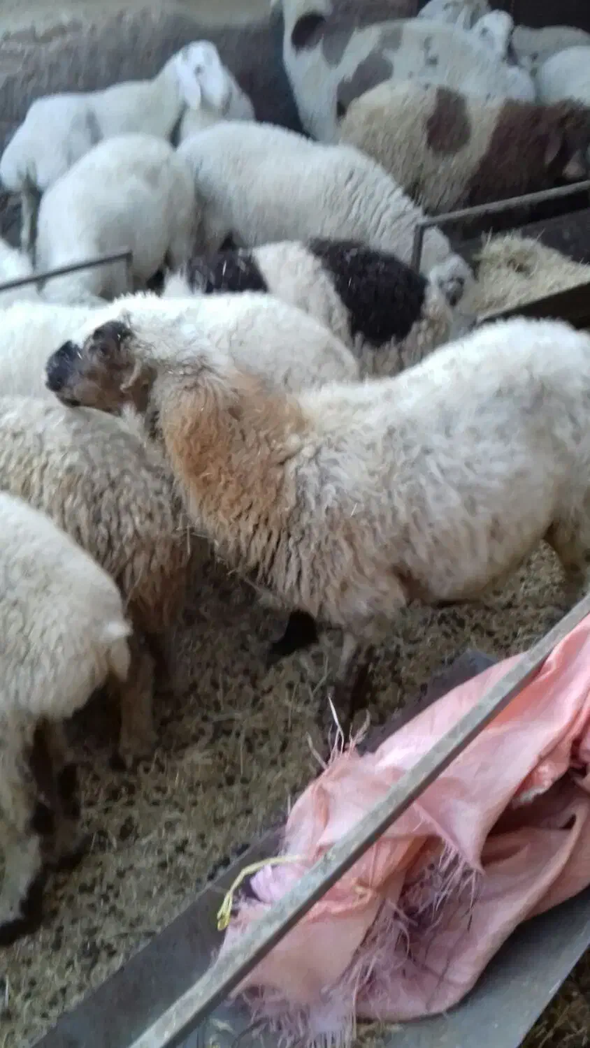 فروش 2 راس میش محلی|حیوانات مزرعه|سیرجان, |دیوار