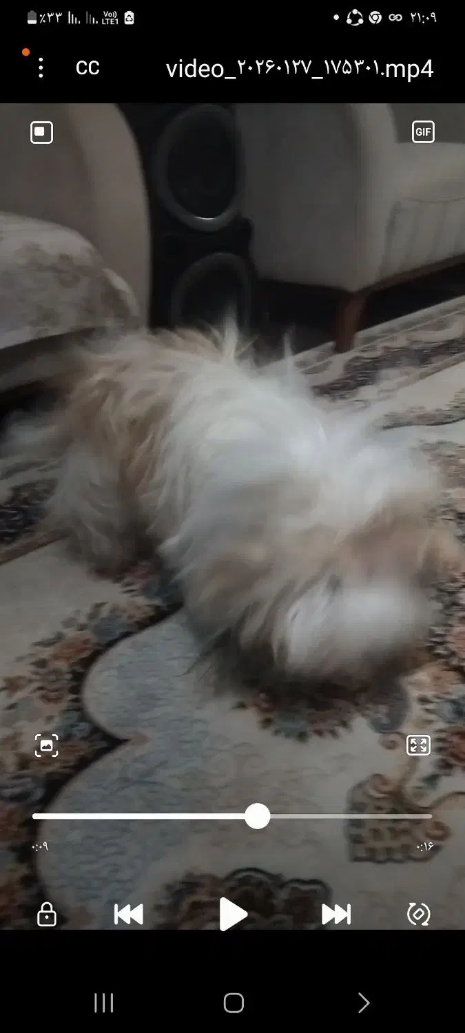 سگ شیترو|حیوانات|ابهر, |دیوار