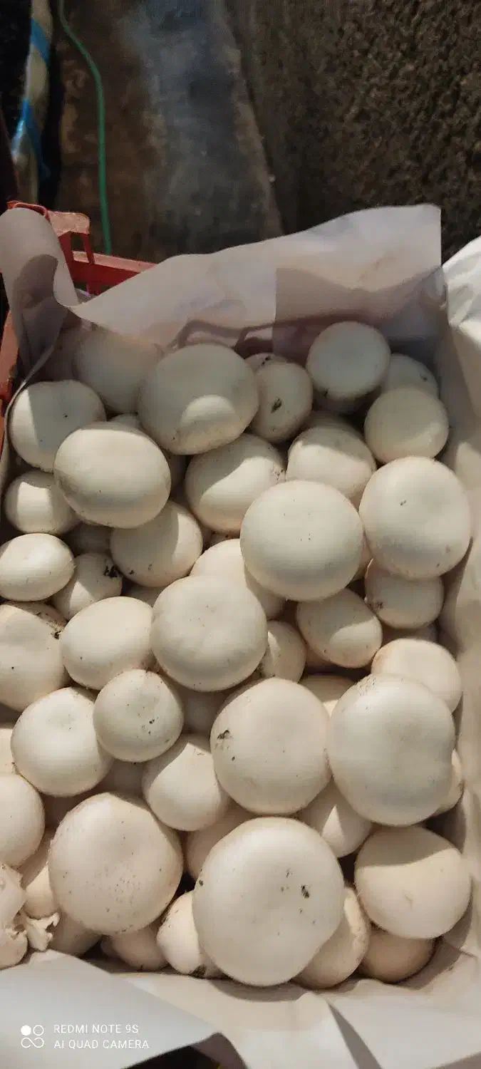 قارچ سبدی/کارتنی/بسته بندی|خوردنی و آشامیدنی|ارژن, |دیوار