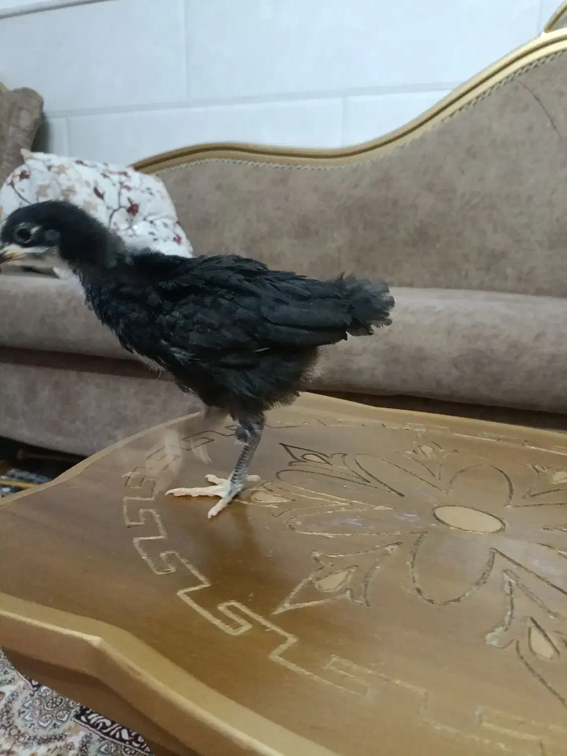 تخم مرغ نطفه دار ابریشمی وجوجه رسمی دوماهه|حیوانات مزرعه|قم, حاج خلیل|دیوار