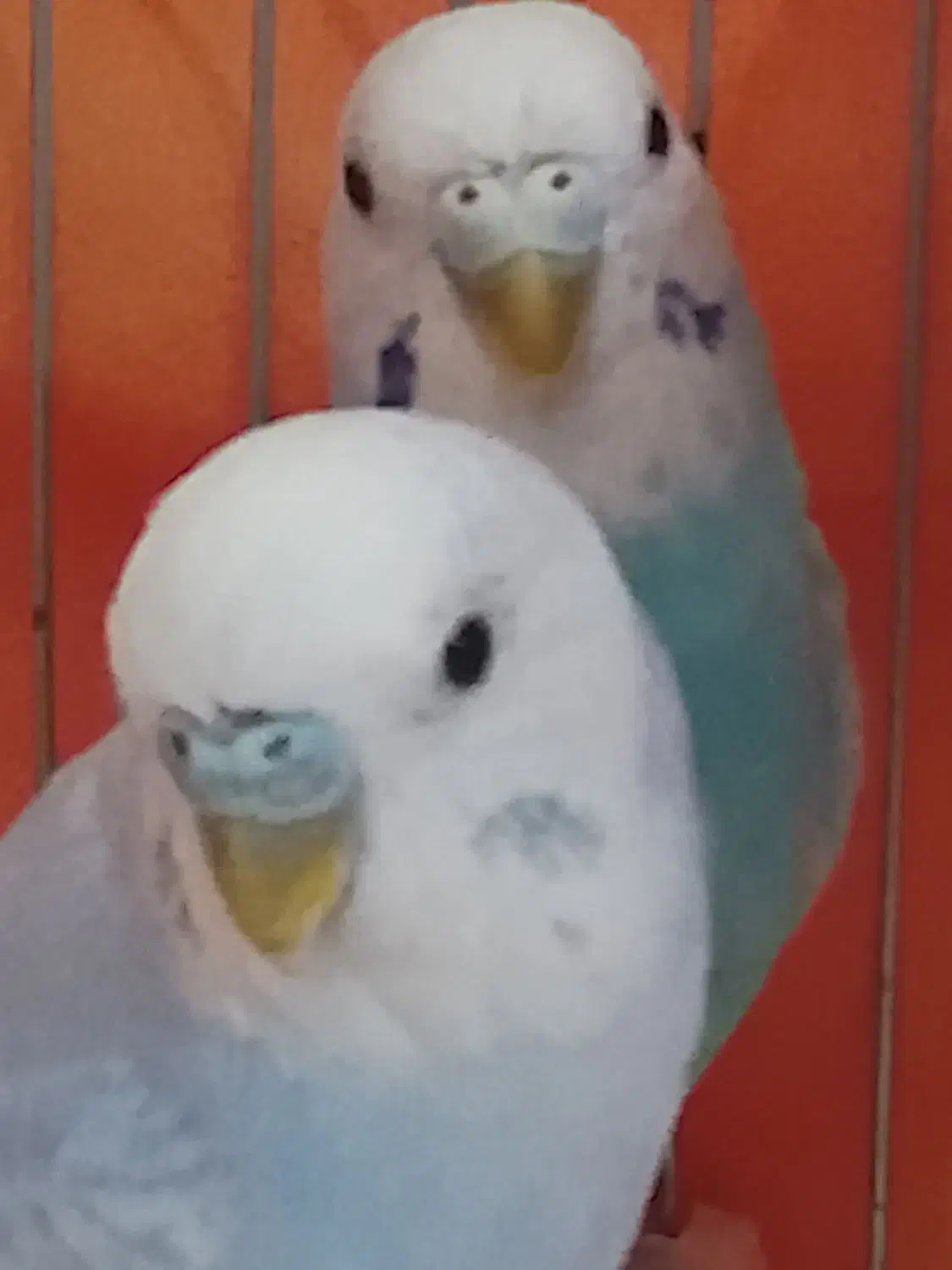 یک جفت مرغ عشق|پرنده|بندر کنگان, |دیوار