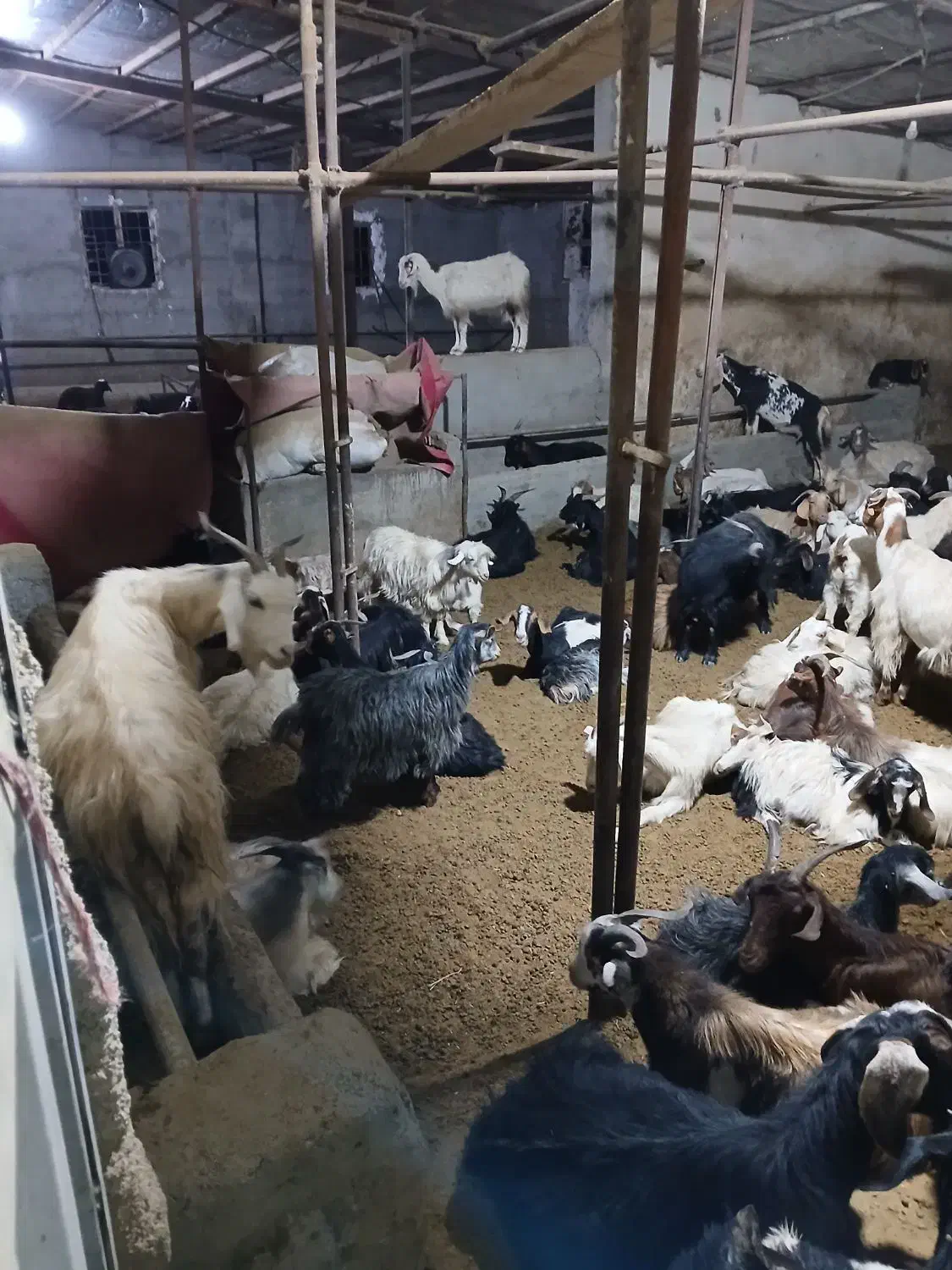 بز و بزغاله فوری فروشی|حیوانات مزرعه|لواسان, |دیوار