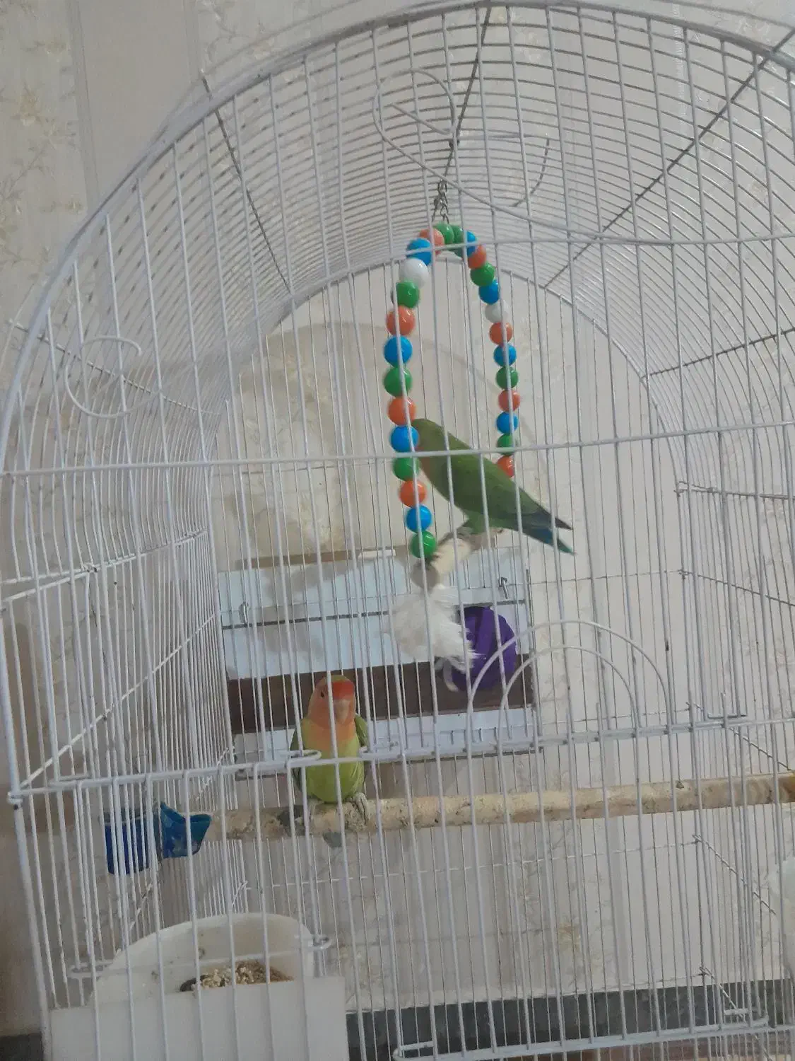 طوطی برزیلی|پرنده|شاهین دژ, |دیوار