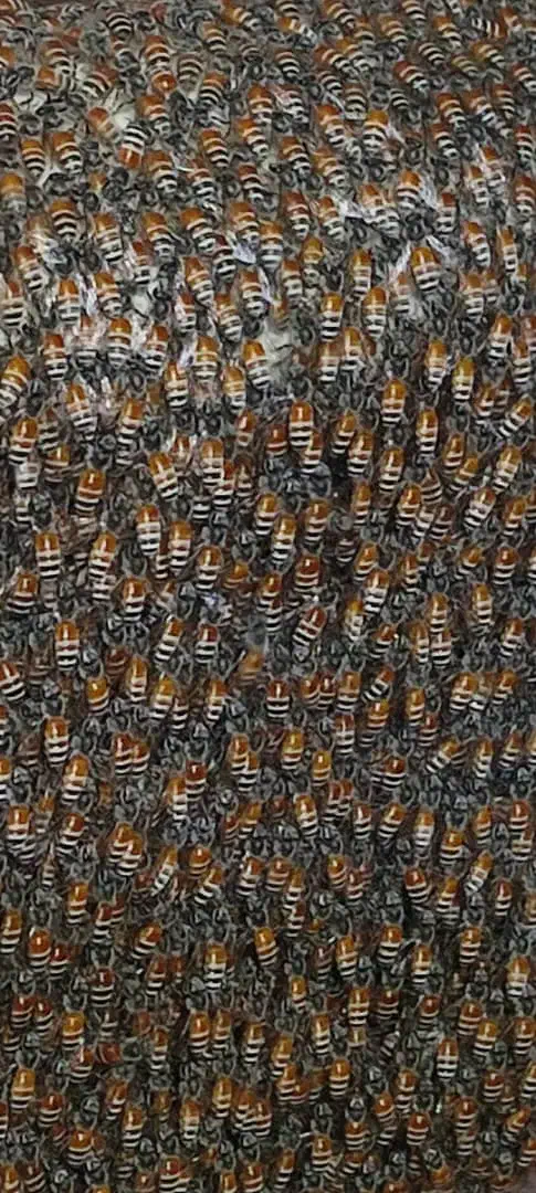 تعداد 70راس بر داشتی درجه یک به فروش می‌رسد|حیوانات مزرعه|علامرودشت, |دیوار