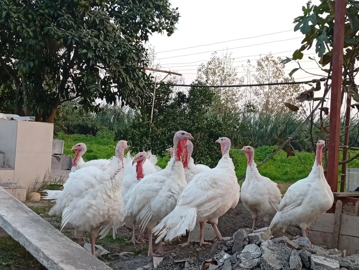 بوقلمون گوشتی|حیوانات مزرعه|کیاشهر, |دیوار