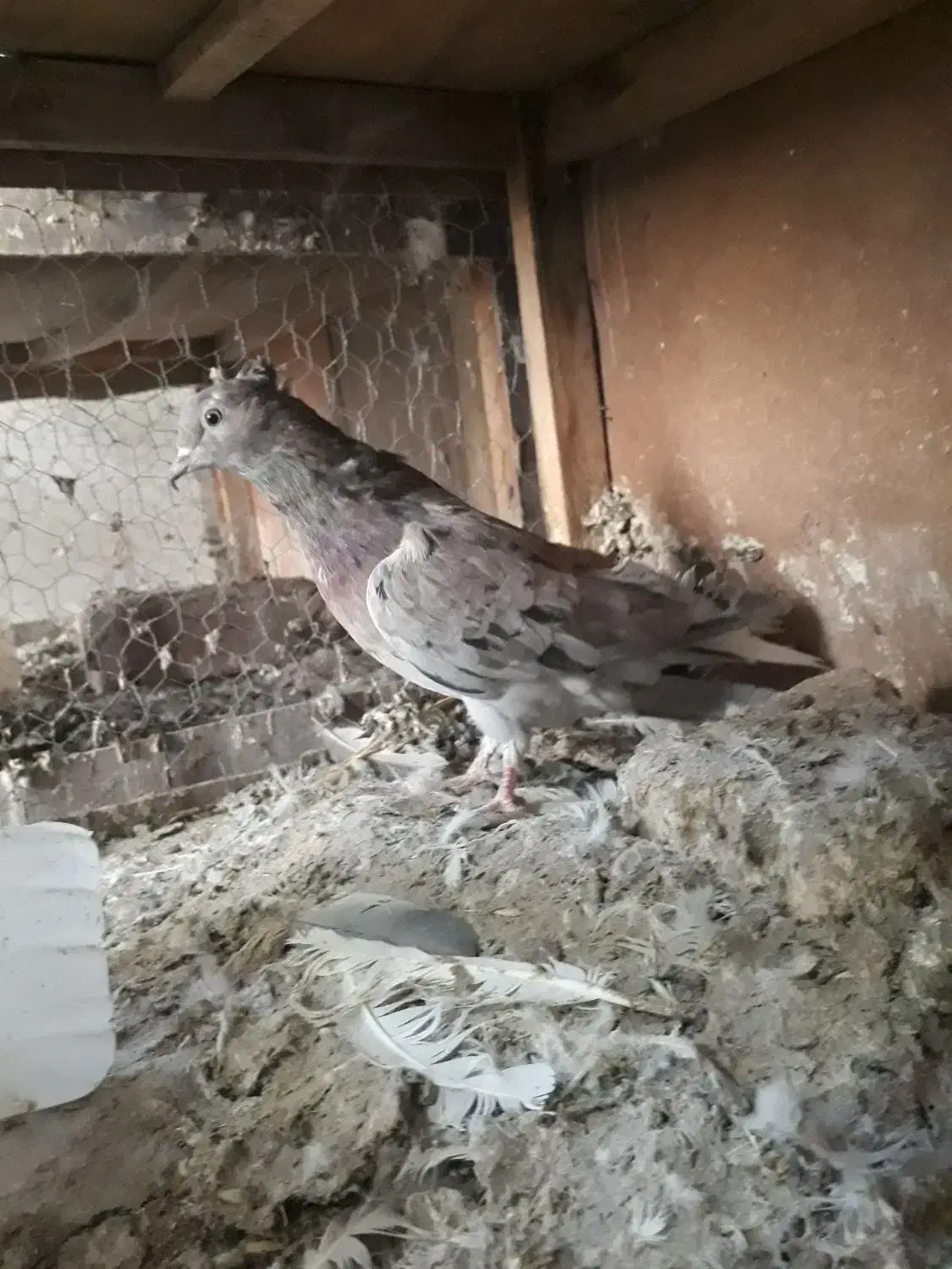 کفتر پرشی|پرنده|ساوه, |دیوار