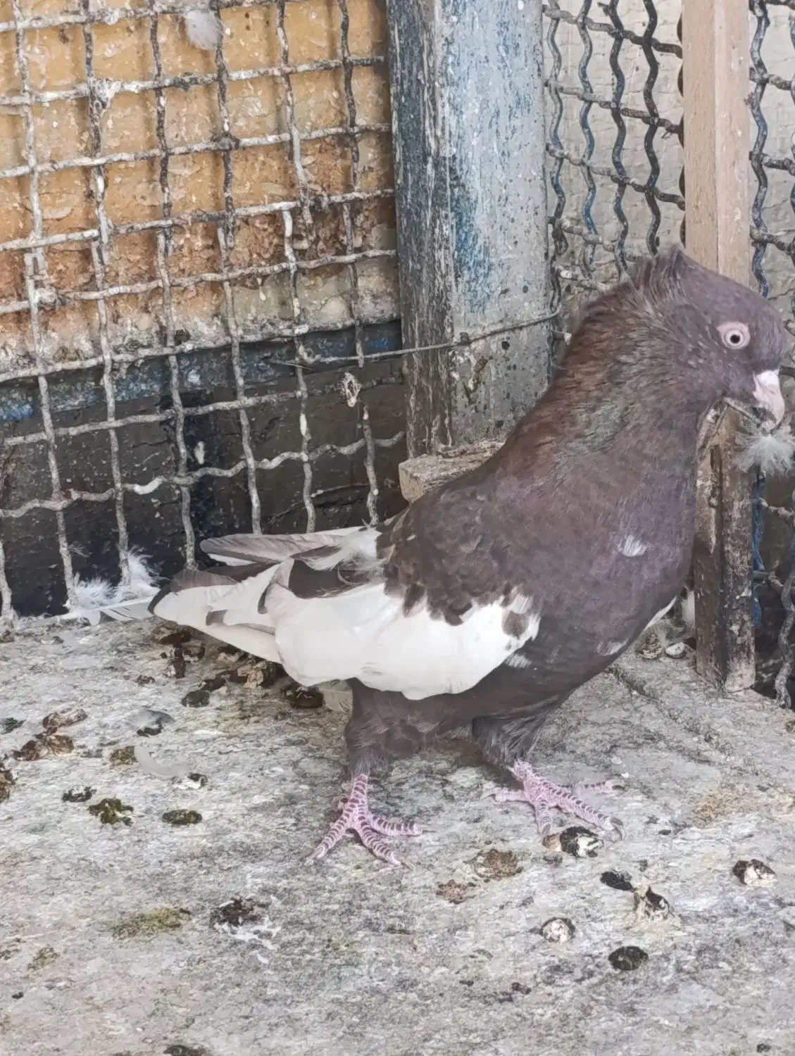 کفتر بهبونی نر|پرنده|شیراز, شهرک مدرس|دیوار